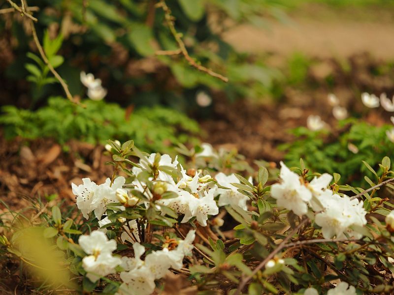 Rhododendron Ptarmigan